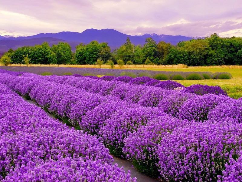 Hoa Lavender tại Vườn Mặt Trời