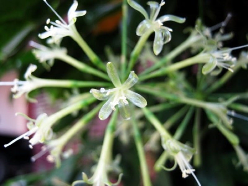 Hoa Trúc Nhật có màu trắng và chụm lại tạo thành những cụm hoa