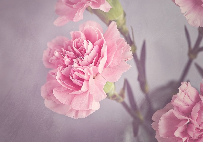  Hoa cẩm chướng hồng