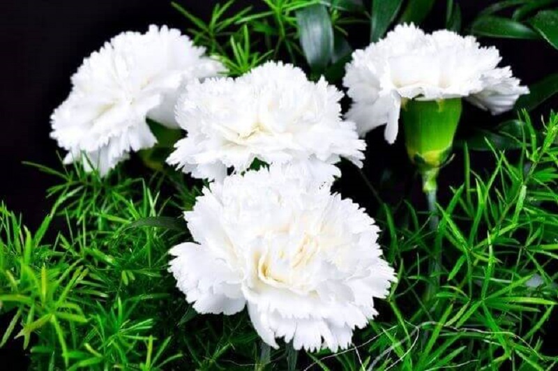 Hoa cẩm chướng trắng