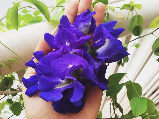 Hoa đậu biếc là loài hoa sở hữu vẻ đẹp dịu dàng với sắc xanh tím cuốn hút