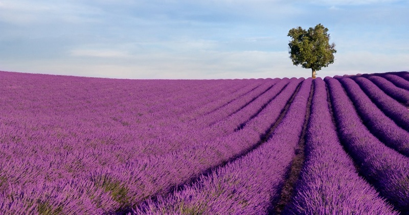  Hoa lavender 