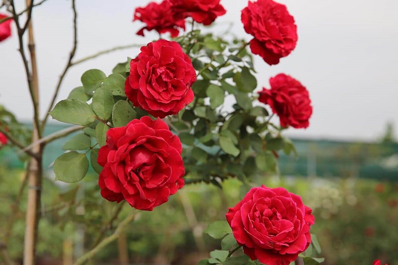Hoa hồng cổ Hải Phòng 