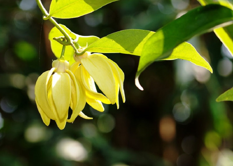 Loài hoa có màu vàng ươm, mùi thơm nồng đặc trưng