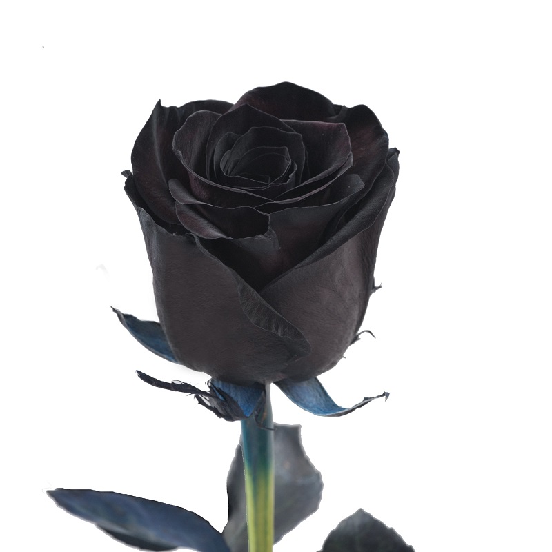Thể hiện sự động viên ai đó bằng một bông hồng đen 