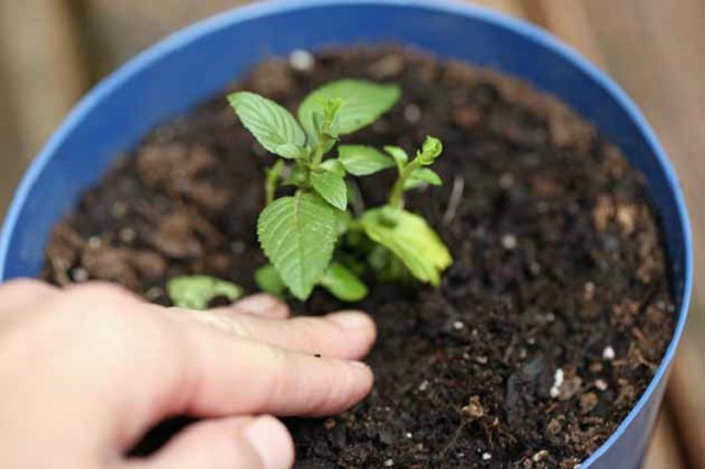 Cây bạc hà sau khi phát triển nên trồng tách ra để cây phát triển