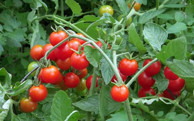 Cây cà chua được trồng rất phổ biến tại Việt Nam