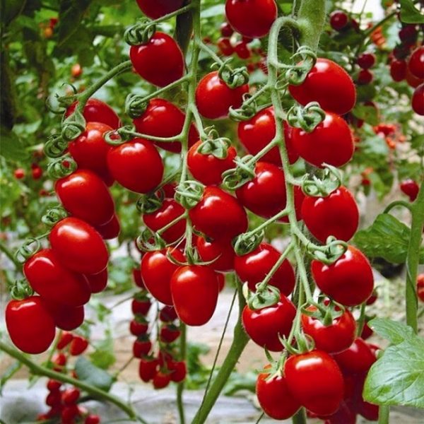 Giống cà chua cherry tròn đỏ