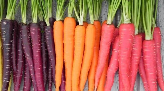 Giống cà rốt có nhiều loại với nhiều màu sắc vô cùng bắt mắt