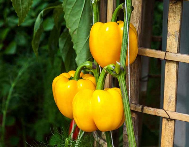 Hạt giống ớt chuông vàng có khả năng kháng bệnh rất tốt