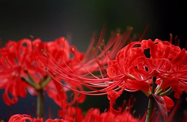 Hoa Bỉ Ngạn đỏ rực rỡ