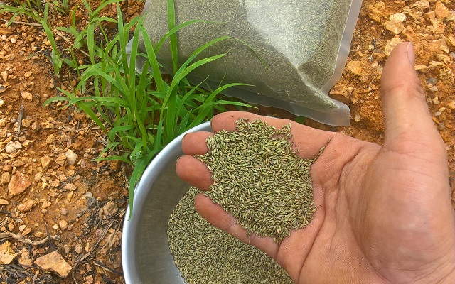 Chuẩn bị hạt giống cỏ Mombasa