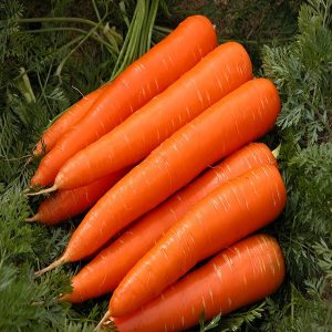 giống cà rốt