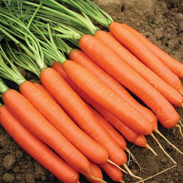 hạt cà rốt