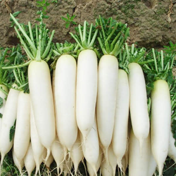 hạt củ cải trắng