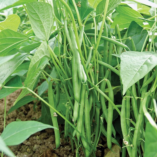 Kỹ thuật trồng đậu cô ve