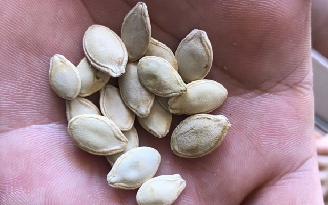 Lưu ý lựa chọn hạt giống bí ngòi