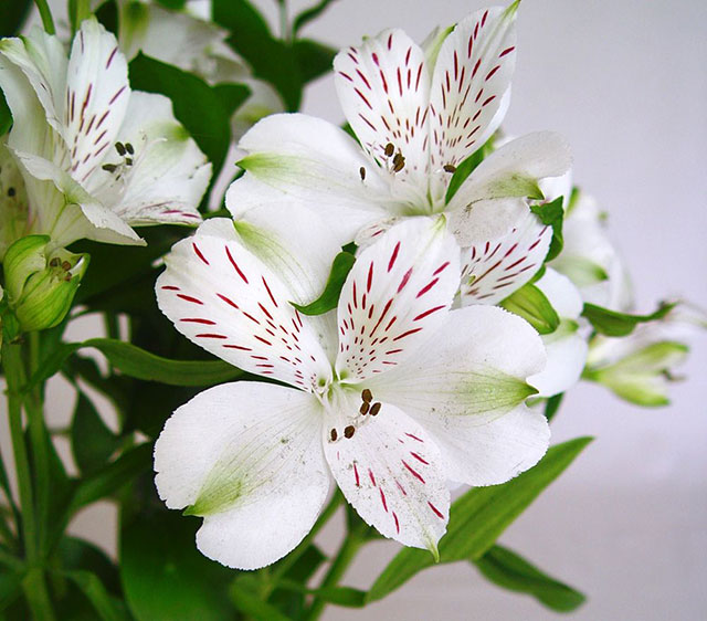 Hoa thủy tiên - Mang nét đẹp thanh khiết