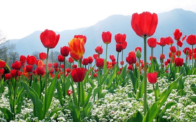 Hoa tulip màu đỏ tượng trưng cho cuộc tình lãng mạn