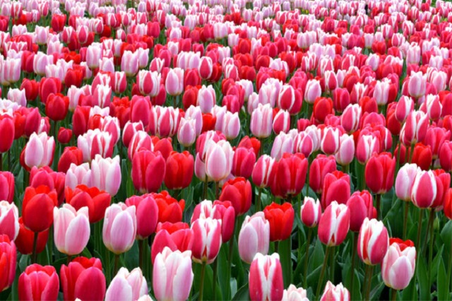 Kỹ thuật trồng cây hoa tulip đơn giản