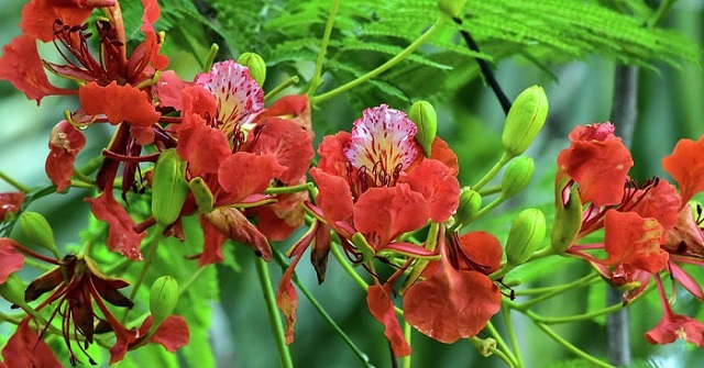 Hoa Phượng - Hình ảnh hoa phượng đầy sắc đỏ tươi tắn chắc chắn sẽ làm bạn mê mẩn. Giữa nắng vàng, hoa phượng như một cánh diều đầy màu sắc và vẻ đẹp kiêu sa, xứng đáng được nhìn nhận là một loài hoa độc đáo và quý giá.