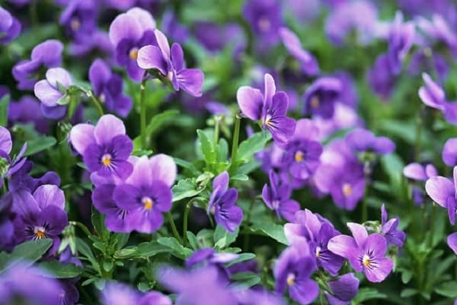 Cách trồng hoa Violet đơn giản và hiệu quả
