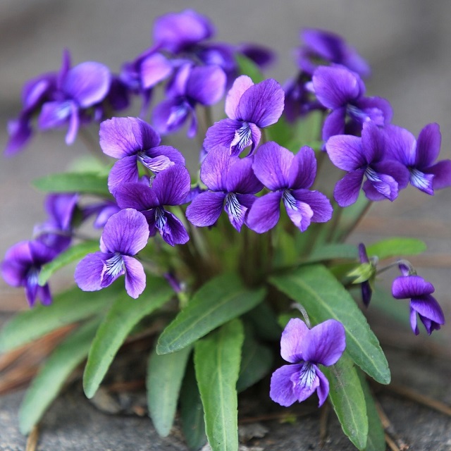 Đặc điểm của hoa Violet 