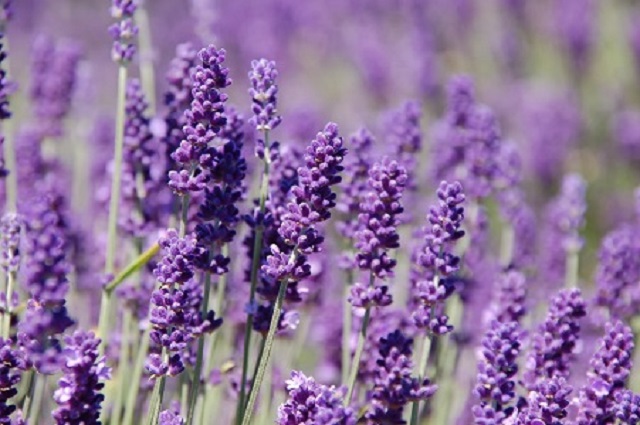 Một số thông tin về hoa Violet
