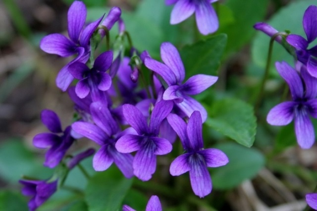 Những bông hoa Violet đẹp nhất