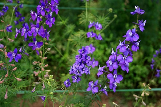 Ý nghĩa của loài hoa Violet 