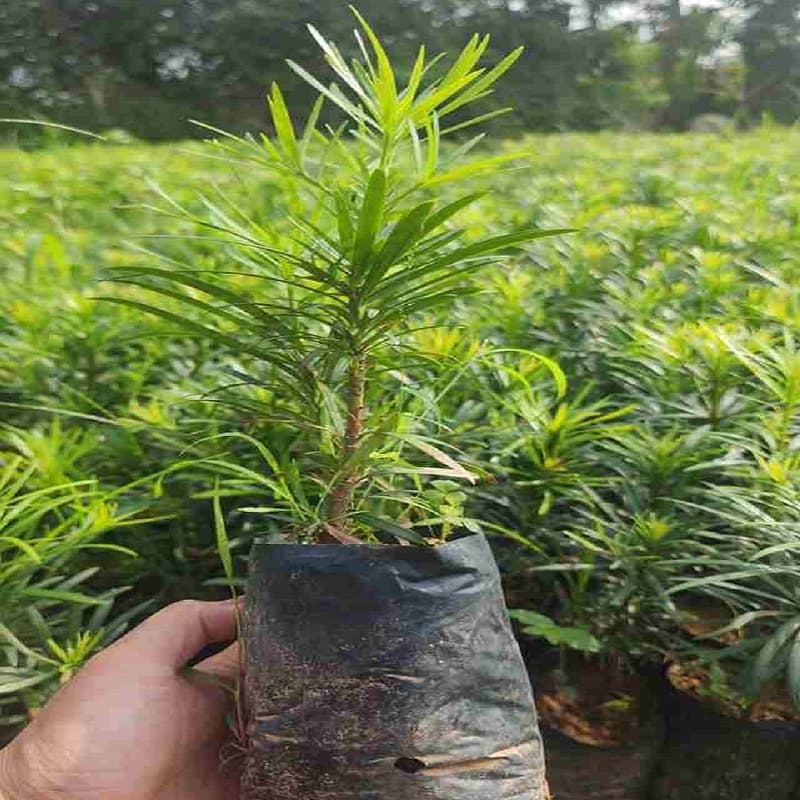 Giá bán cây Tùng La Hán mini