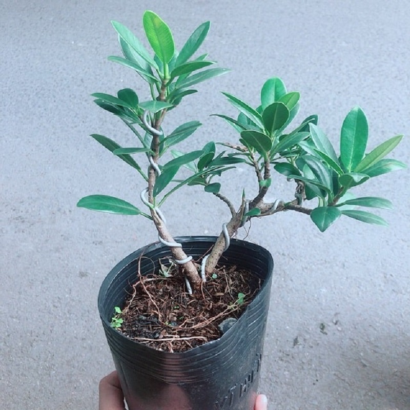 Cây domain authority Nhật là loại cây bonsai cực kỳ được yêu thương thích
