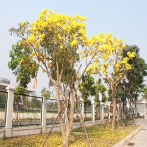Cây hoàng yến chuông vàng có tên khoa học là Tabebuia argentea, thuộc họ Bignoniaceae