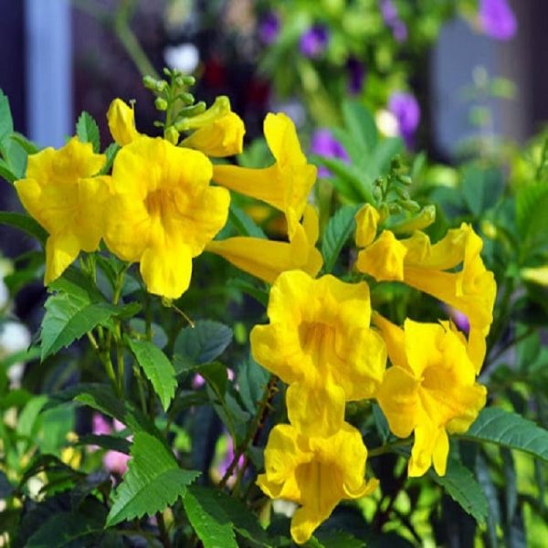 Hoa chuông vàng được bào chế thành thuốc trị bệnh