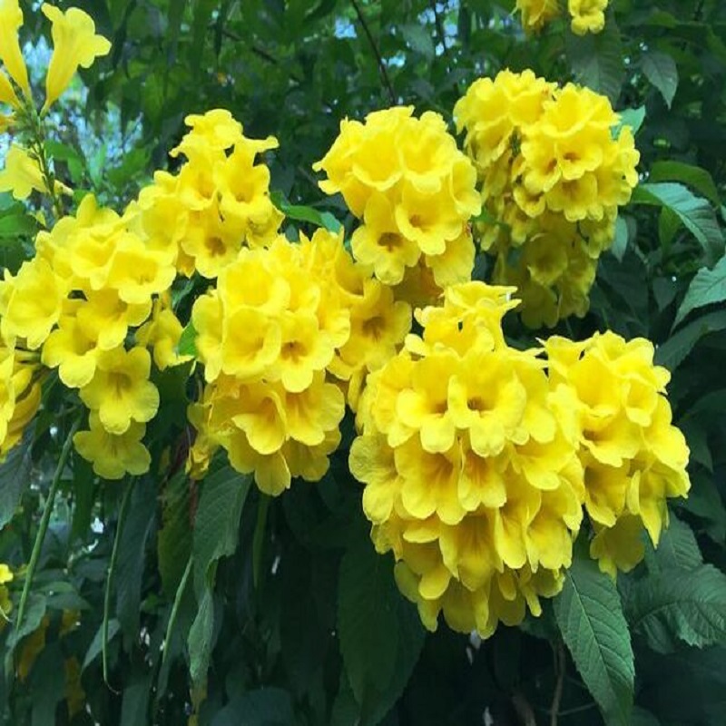 Hoa của cây hoàng yến chuông vàng hoàn toàn không có độc