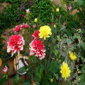 Hoa của thược dược có rất nhiều màu sắc khác nhau