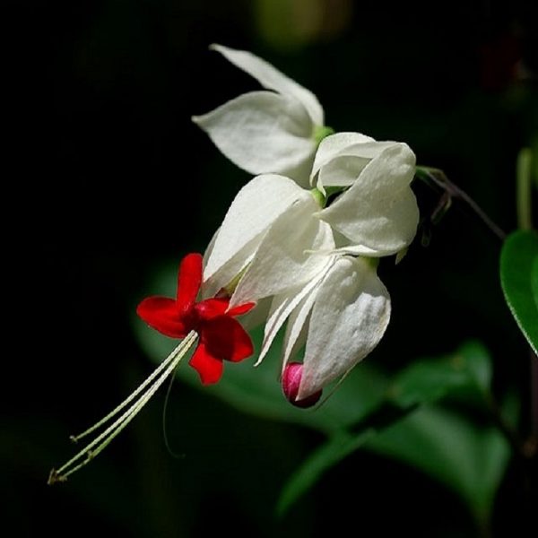 Hoa ngọc nữ có màu trắng và đỏ vô cùng bắt mắt