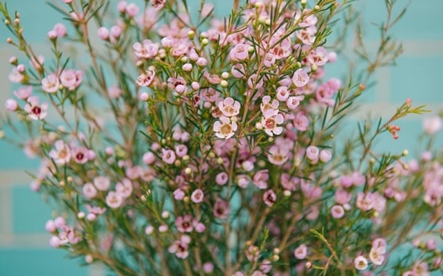 Hoa thanh liễu tên tiếng anh là wax flower, có nguồn gốc từ Úc và Israel 