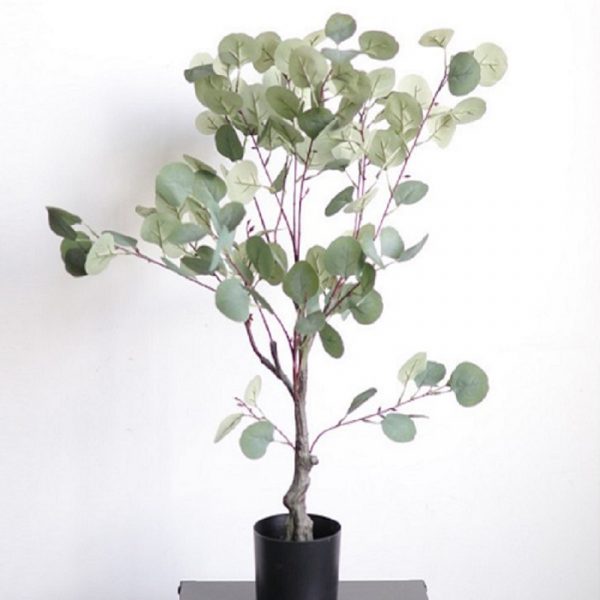 Mua đô la bạc bonsai chất lượng tại Vườn mặt trời Hà Nội