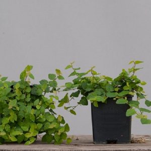 Mua vảy ốc bonsai chất lượng, giá rẻ tại Vườn mặt trời