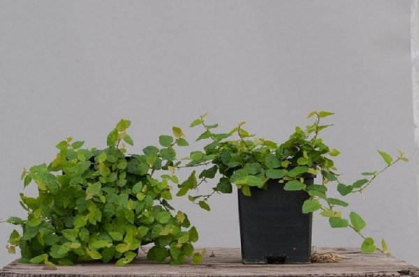Mua vảy ốc bonsai chất lượng, giá rẻ tại Vườn mặt trời