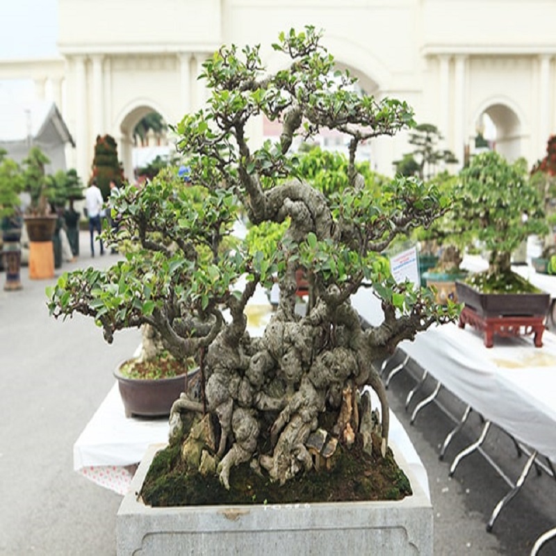 Si trồng làm cây cảnh bonsai nghệ thuật
