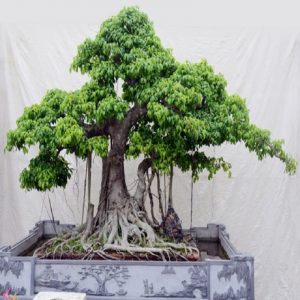 Trong phong thủy, si bonsai mang đến thịnh vượng và cát tường cho người trồng