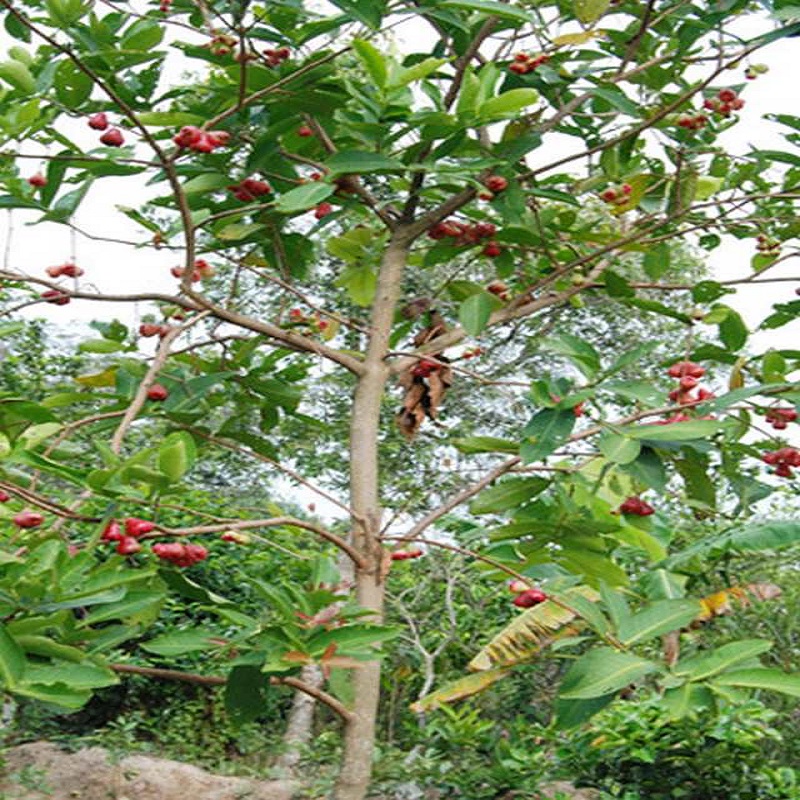 Hình ảnh cây bồ quân khi đã trưởng thành đơm hoa kết trái