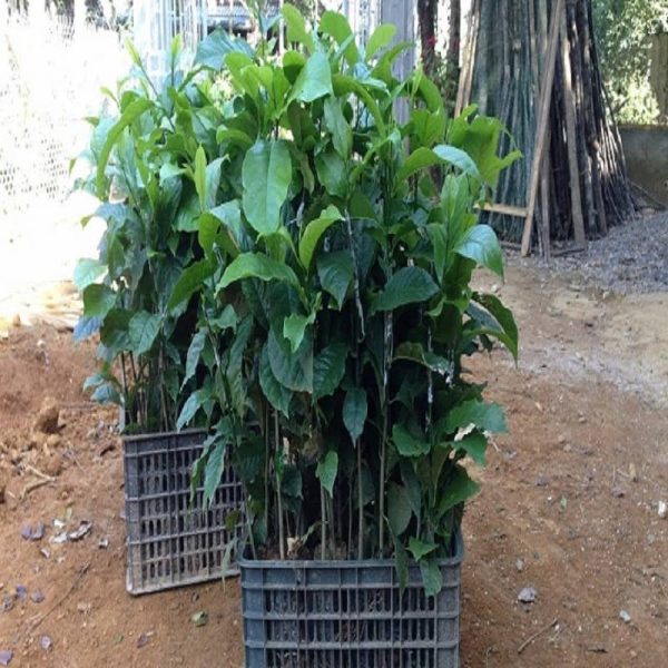 Cách trồng và chăm sóc cây dổi tương đối đơn giản