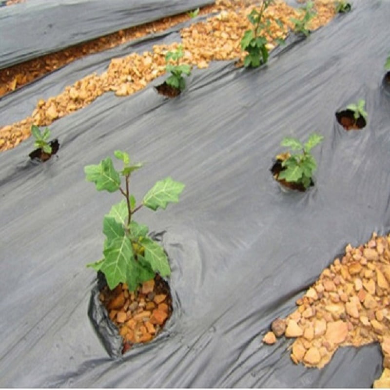 Chú ý kỹ thuật trồng cây cà gai dây trên luống với mật độ phù hợp