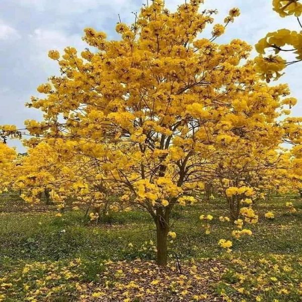 Hình ảnh cây Phong Linh hoa vàng