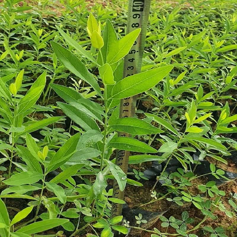 Vườn Mặt Trời là địa chỉ cung cấp cây giống đàn hương chất lượng tại Hà Nội