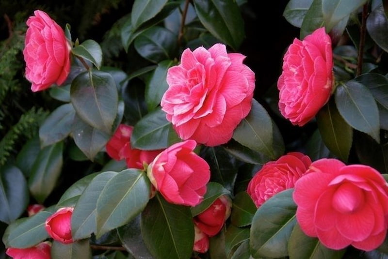 Hoa Trà My hồng Đậm