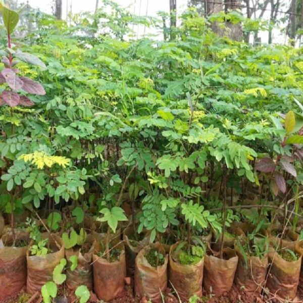 Kỹ thuật trồng cây cẩm lai chi tiết